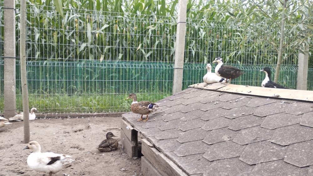 Kaczuszki Call duck