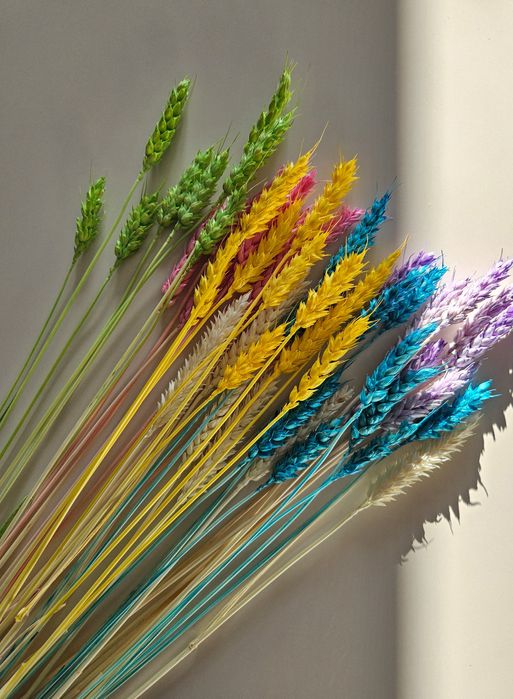 Пшениця різнокольорова з вусиками та без