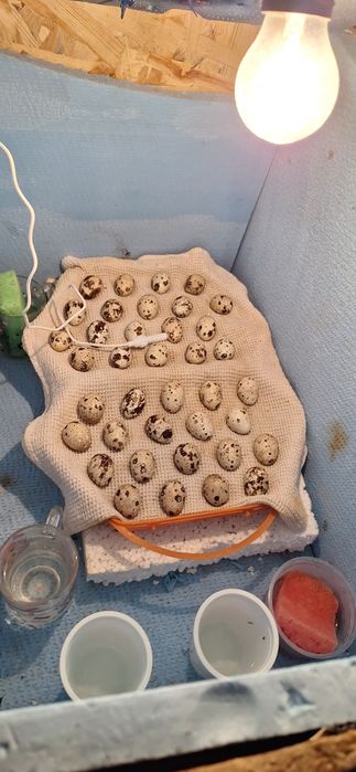 Продам инкубаток для яиц.бу