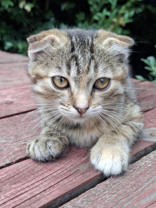 Кошеня дівчинка (вісловушка), 2 міс, безкоштовно