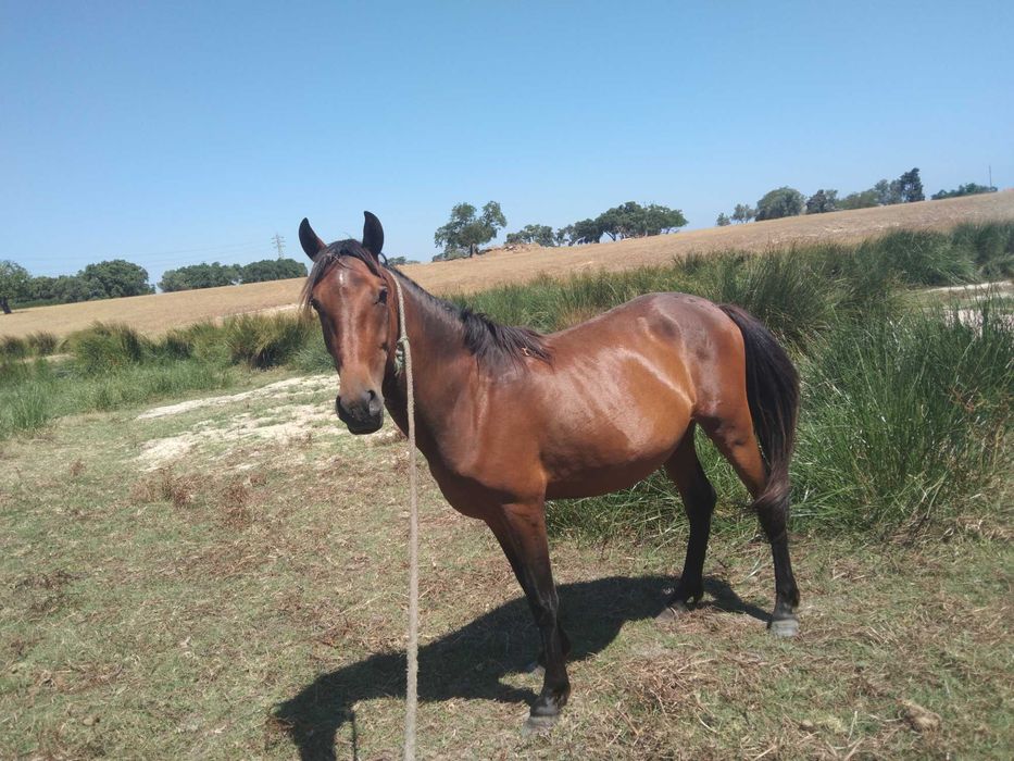 Vendo o cavalo castanho