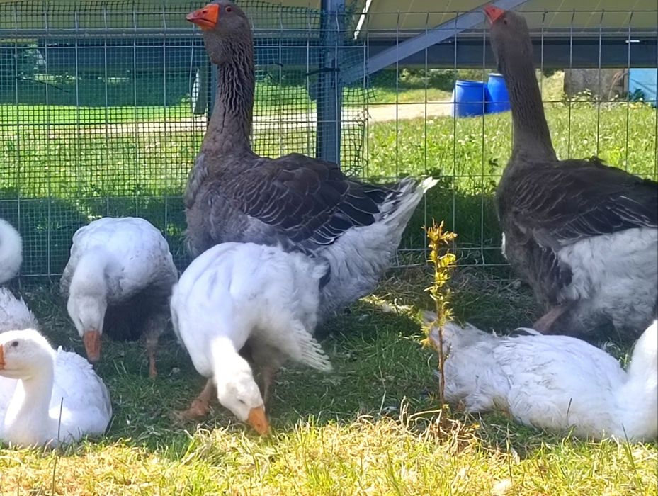 Gęsi tuluskie,gąsior na sprzedaż