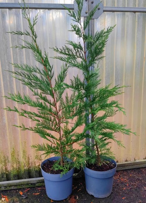Cupressus leylandii