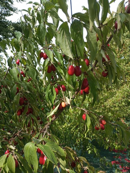 Dereń, owoce derenia