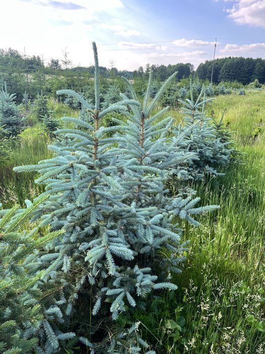 Świerk pospolity, świerk kłujący (srebrny)