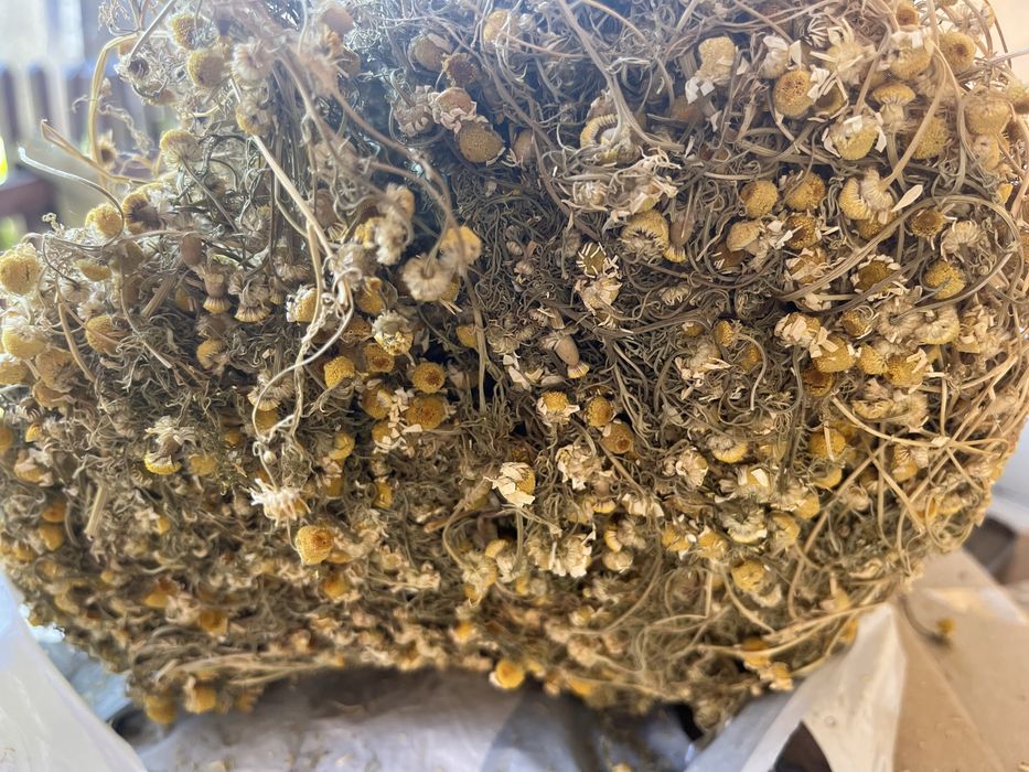 Румянок домашній