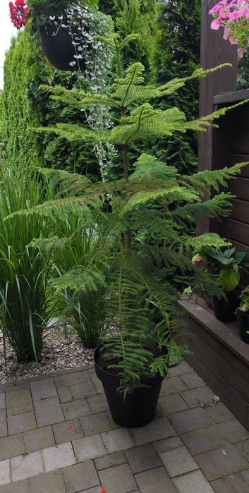 Kwiat Araucaria, jodełka pokojowa ok 190cm wysokości