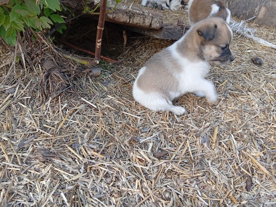 Песик і дві собачки