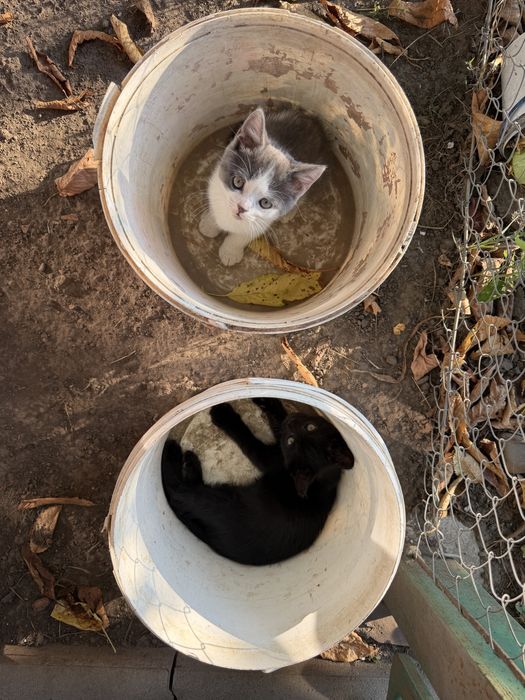 Кошенятко, хлопчик
