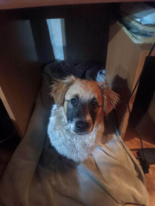 Собака хлопчик 5 місяців