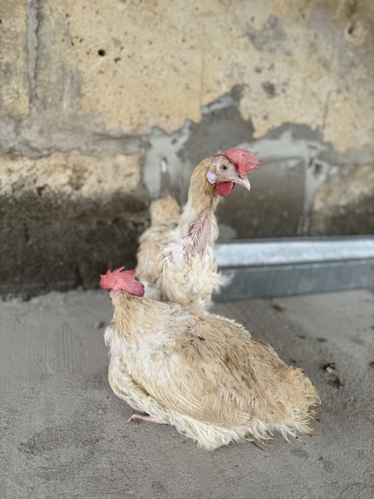 Годовалая несушка 10 мес