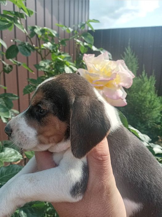 Цуценята бігль  не дорого