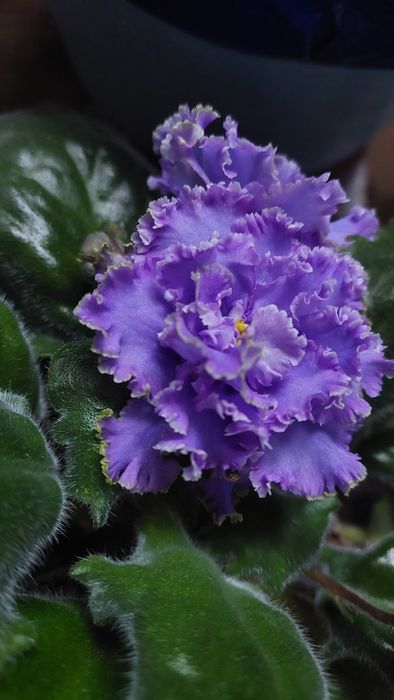 Фіалки з квітами