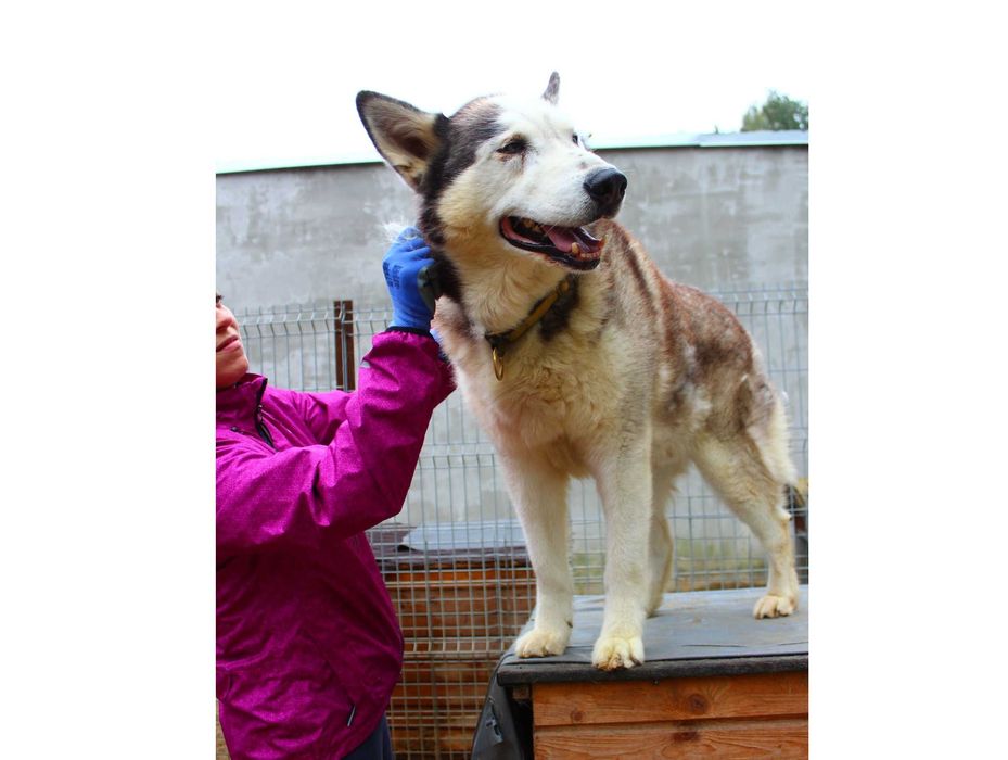 Witek - w typie Siberian husky; lubi kontakt z człowiekiem
