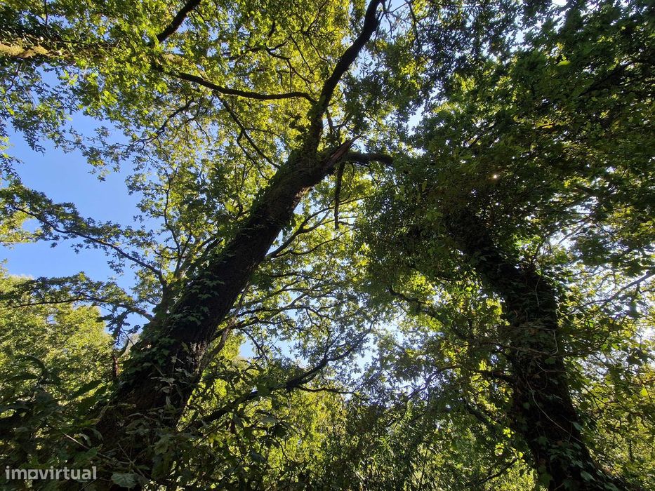 Terreno  Venda em Mosteiro,Vieira do Minho
