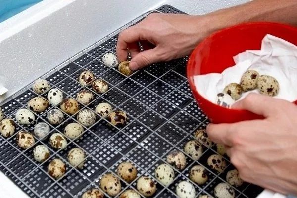 Лучший вылуп! Перепелиные яйца инкубационные
