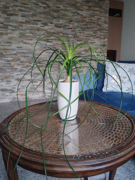 Bokarnea w pięknej eleganckiej donicy