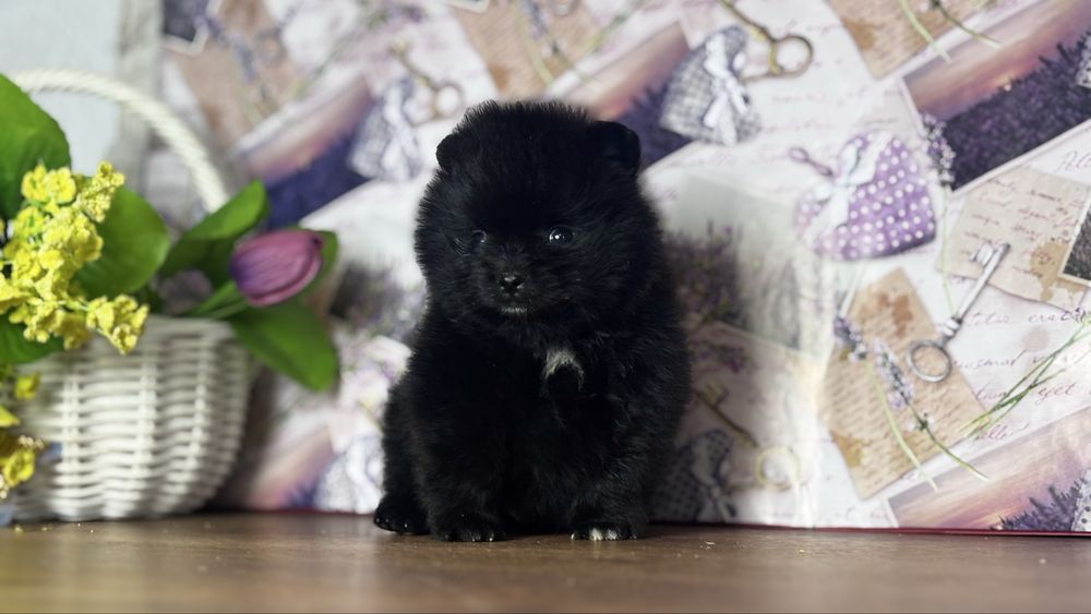 хлопчик шоу класу ти ведмедик