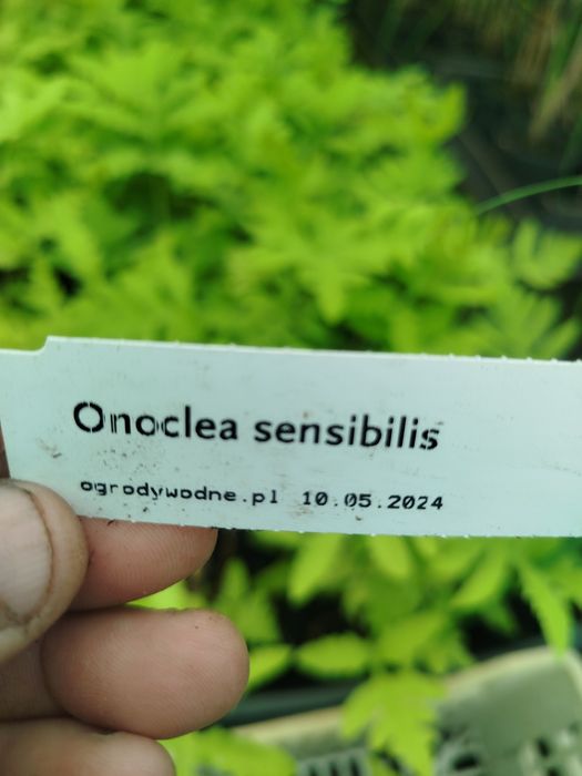 Paprotka ogrodowa – Onoclea sensibilis
