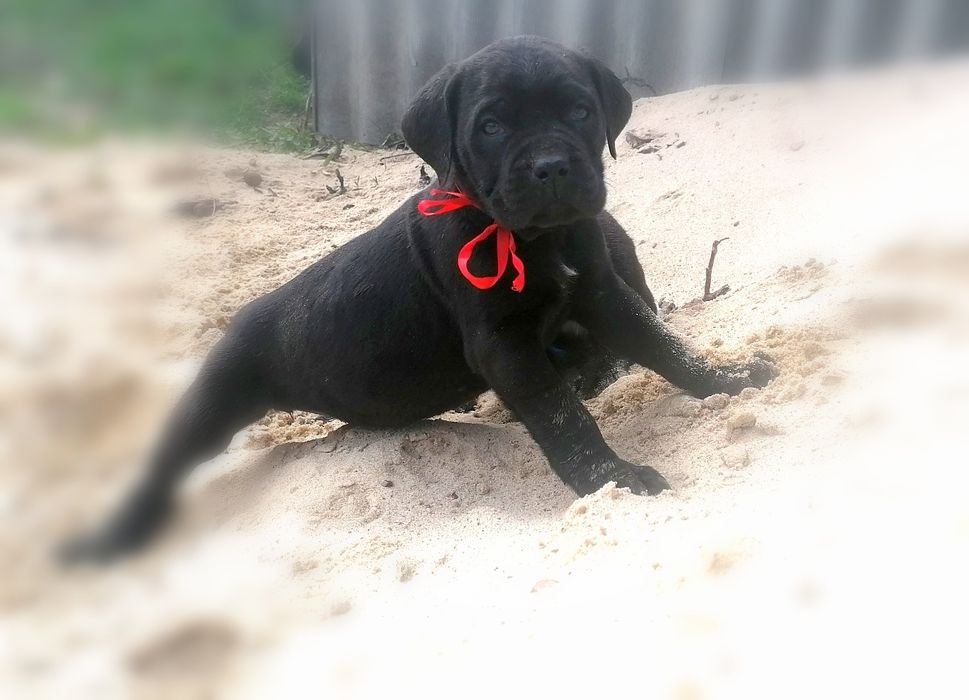 Кане-Корсо неймовірна порода.