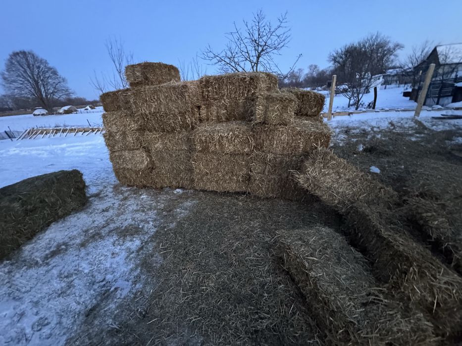 Продам солому є доставка в наявності 350 тюків