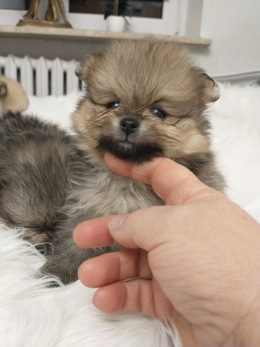Szpic miniaturowy pomeranian chłopak
