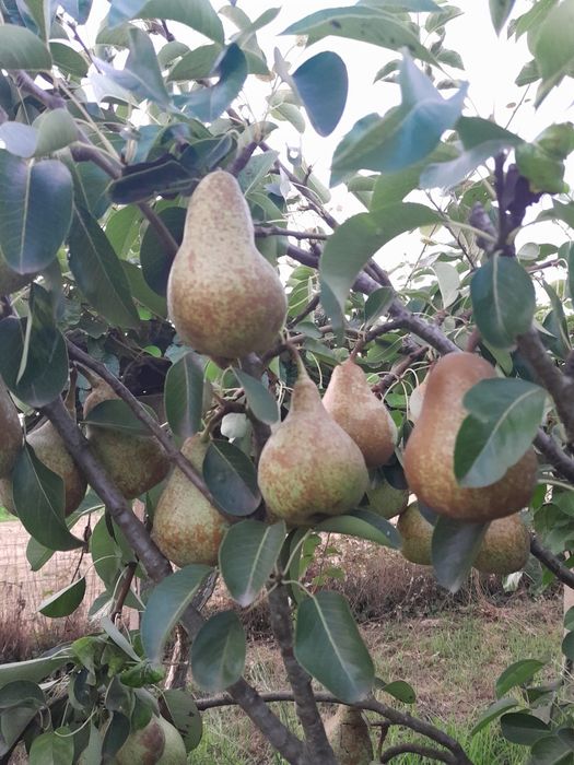 Venda de pêras sem químicos