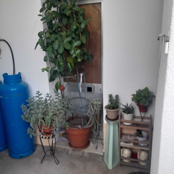 Plantas e flores