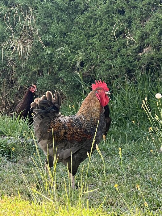 Galos Olive Egger e Rhode Island Red