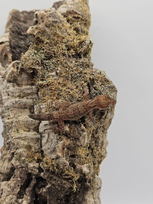 Pareodura vazimba - gekon madagaskarski