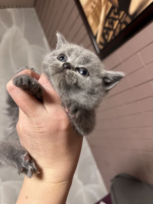 Британські кошенята