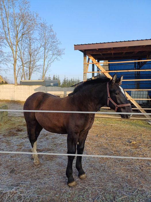 Źróbek zimnokrwisty