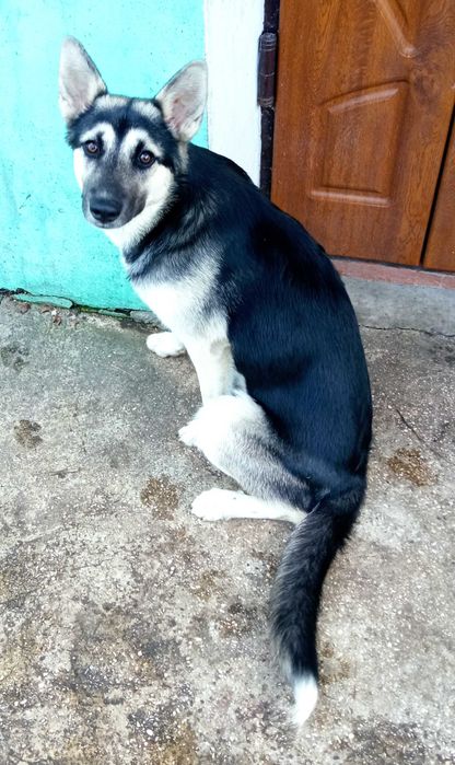 Віддам у добрі руки