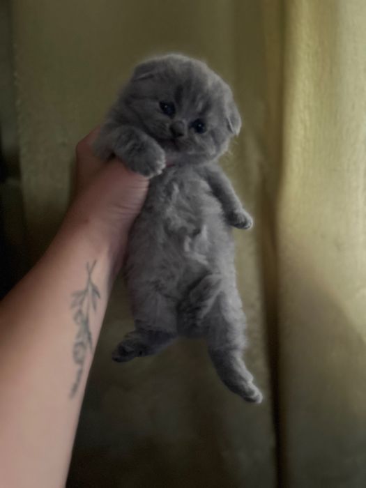 Шотланські кошенята