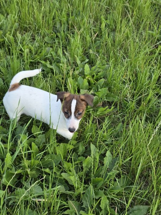 Jack Russell Terrier- suczka