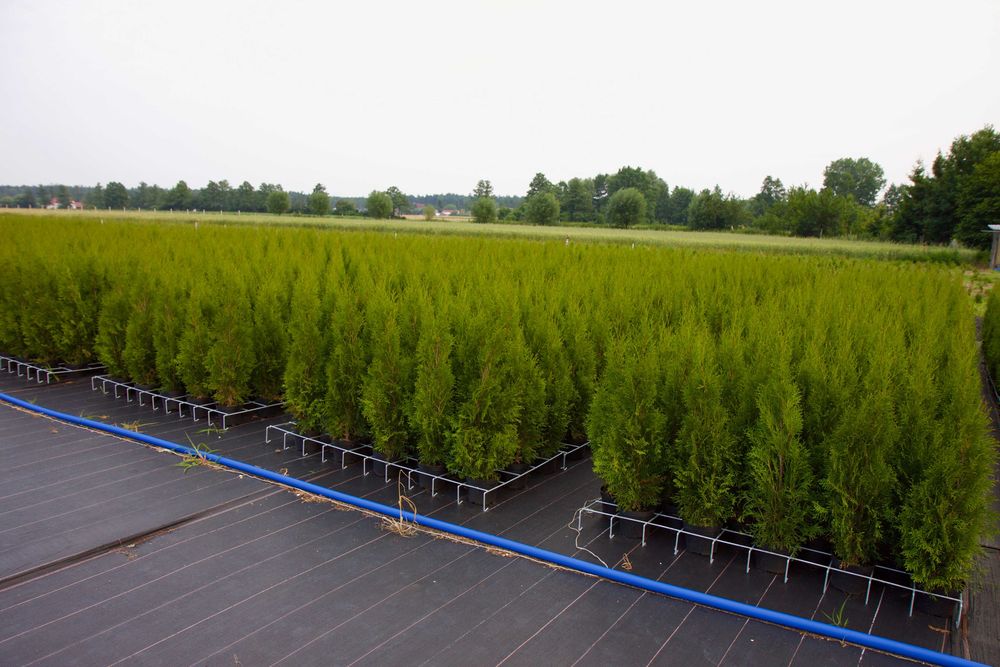 Tuja Thuja Szmaragd 100cm  Wysyłka - Sadzenie Gratis !!!