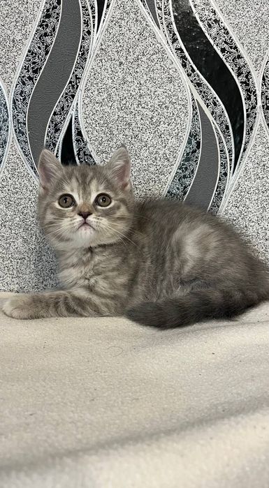 Шотландские   котята. Золотые и серебристые шиншиллы. Купить в Украине