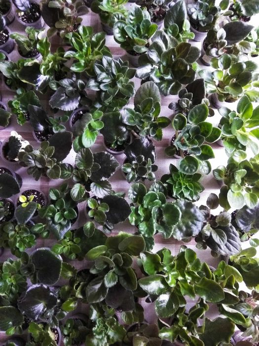 Міні та напівміні фіалки