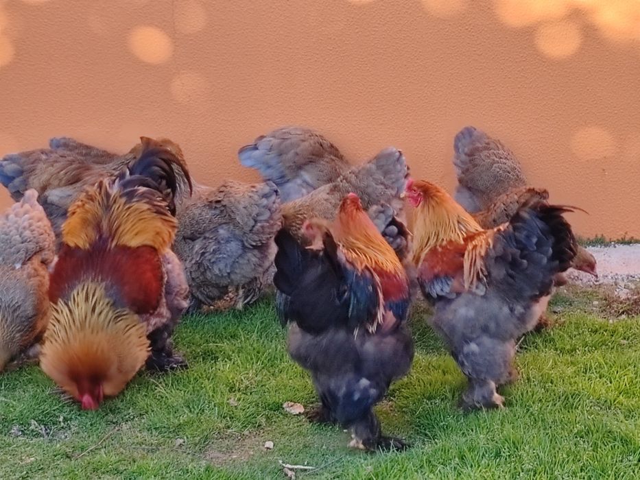 Ovos galinhas Brahma Garnizes miniatura