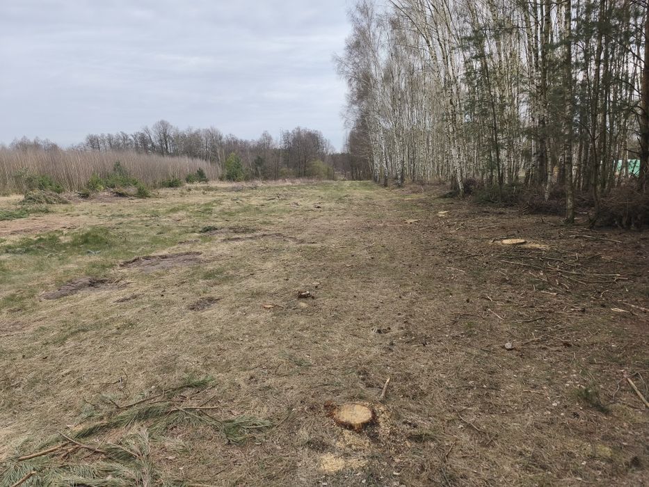 Mulczer Usługi mulczerem mulczowanie mulczer rekult. Skup lasów i drewna