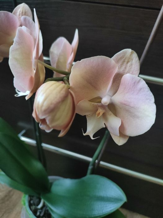 Орхідея, фаленопсіс райдужна.