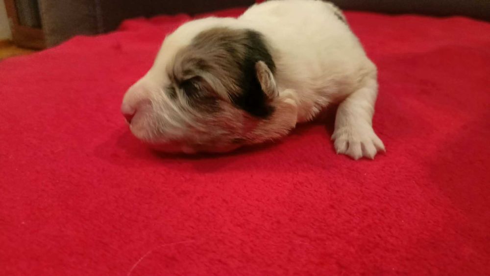 border collie blue merle FCI do dogoterapii