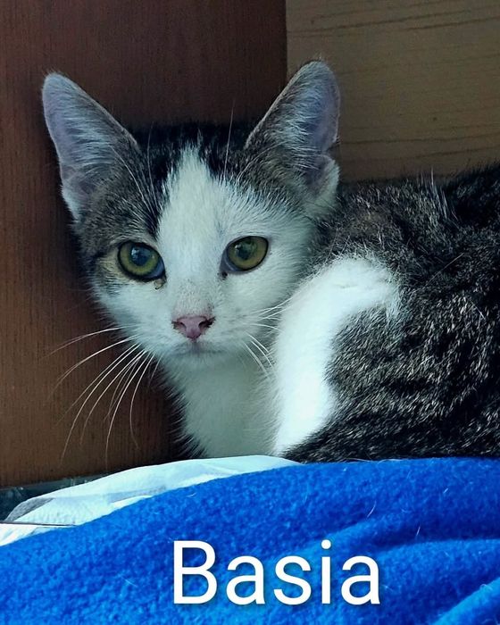 Kocie dziecko,Basia szuka kochajacego domku.