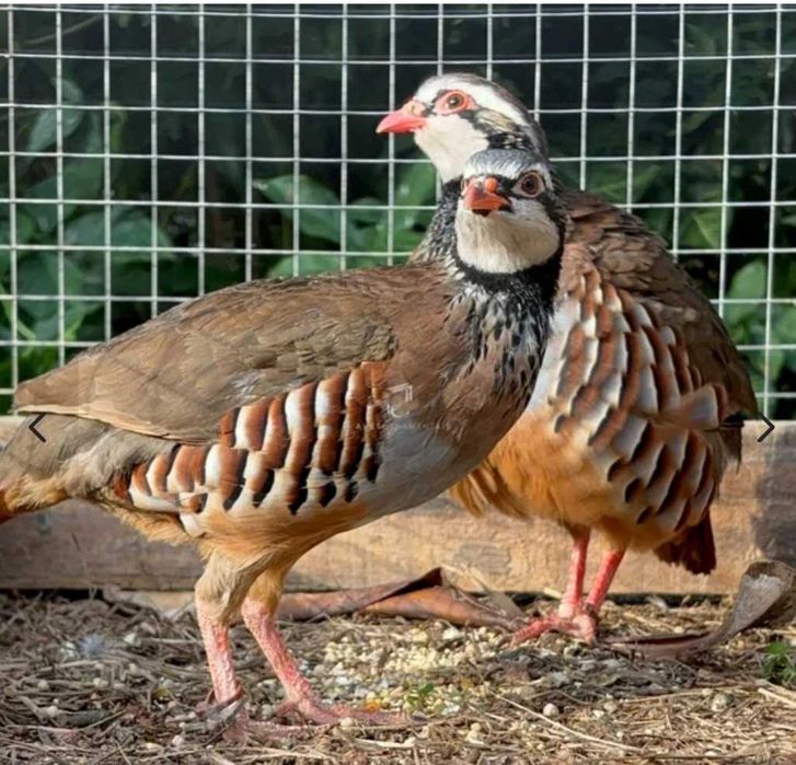 Casal de perdiz vermelha