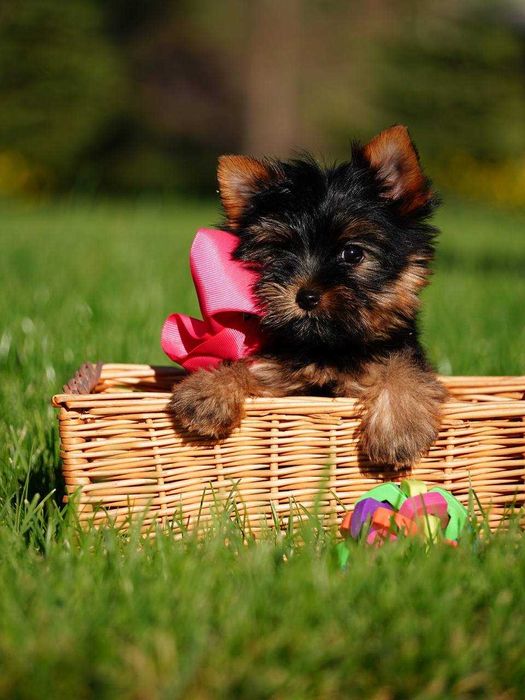 Ваш найкращий друг – цуценя йорка з серцем, повним любові