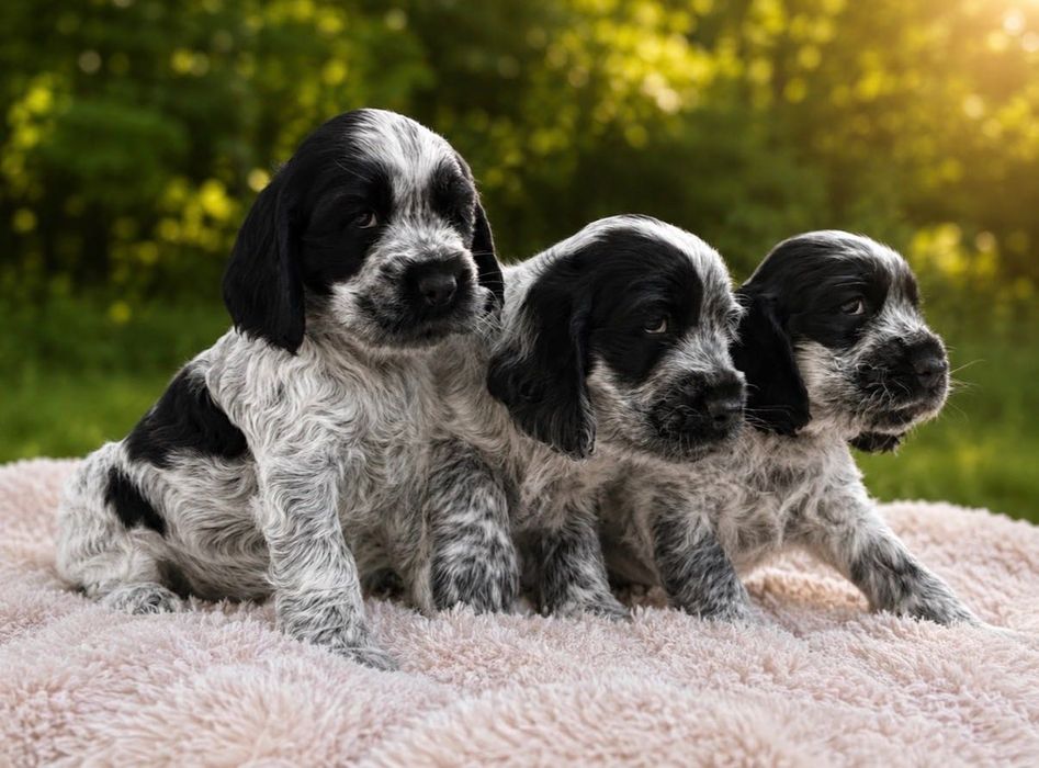 Cocker spaniel angielski