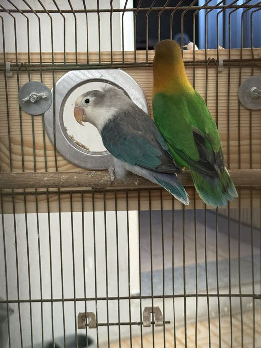Casal Reprodutor de Agapornis Fischeri