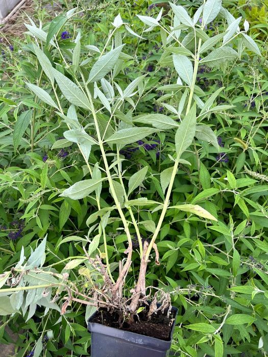 Budleja Dawida 'Black Knight' (Buddleja davidii) Doniczka 2.0L