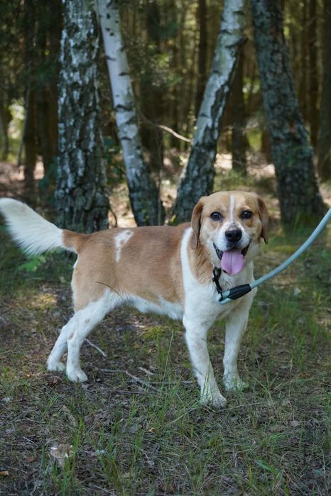 Parker Pies do adopcji beagle
