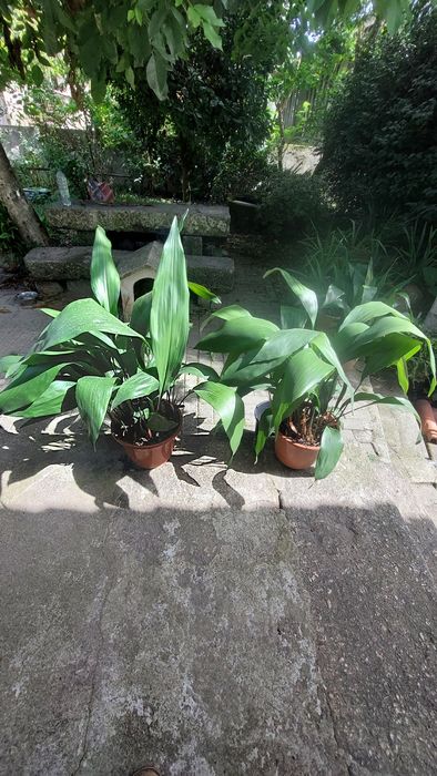 Vários vasos de aspidistra elatior, planta para interior ou exterior